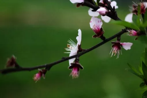 正月初几打春