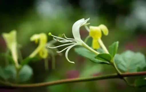 金银花是蒸好还是不蒸好