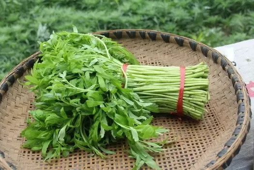 芦蒿和茼蒿有什么区别2