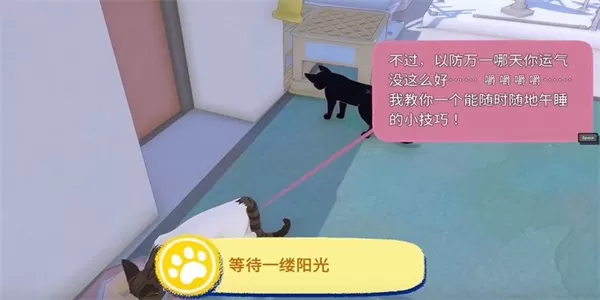 小猫等阳光 大城市攻略