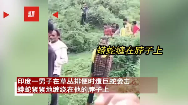 印度一男子在草丛排便时 遭巨蛇突然近身袭击 被死勒脖子痛苦哀嚎 救援一幕尴尬